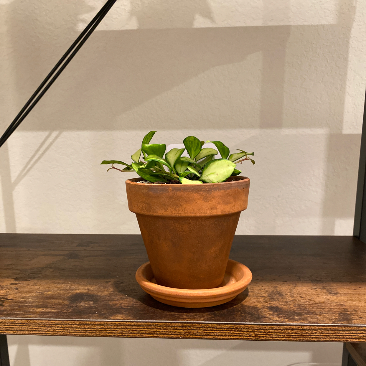 Potted Hoya heuschkeliana variegata plant on a wooden shelf.