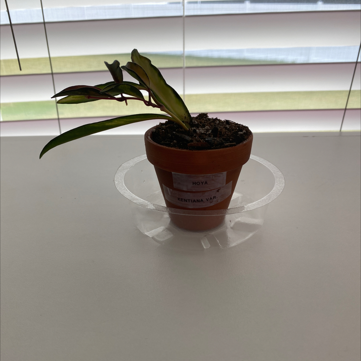 Potted Variegated Hoya kentiana plant on a white surface with visible soil.