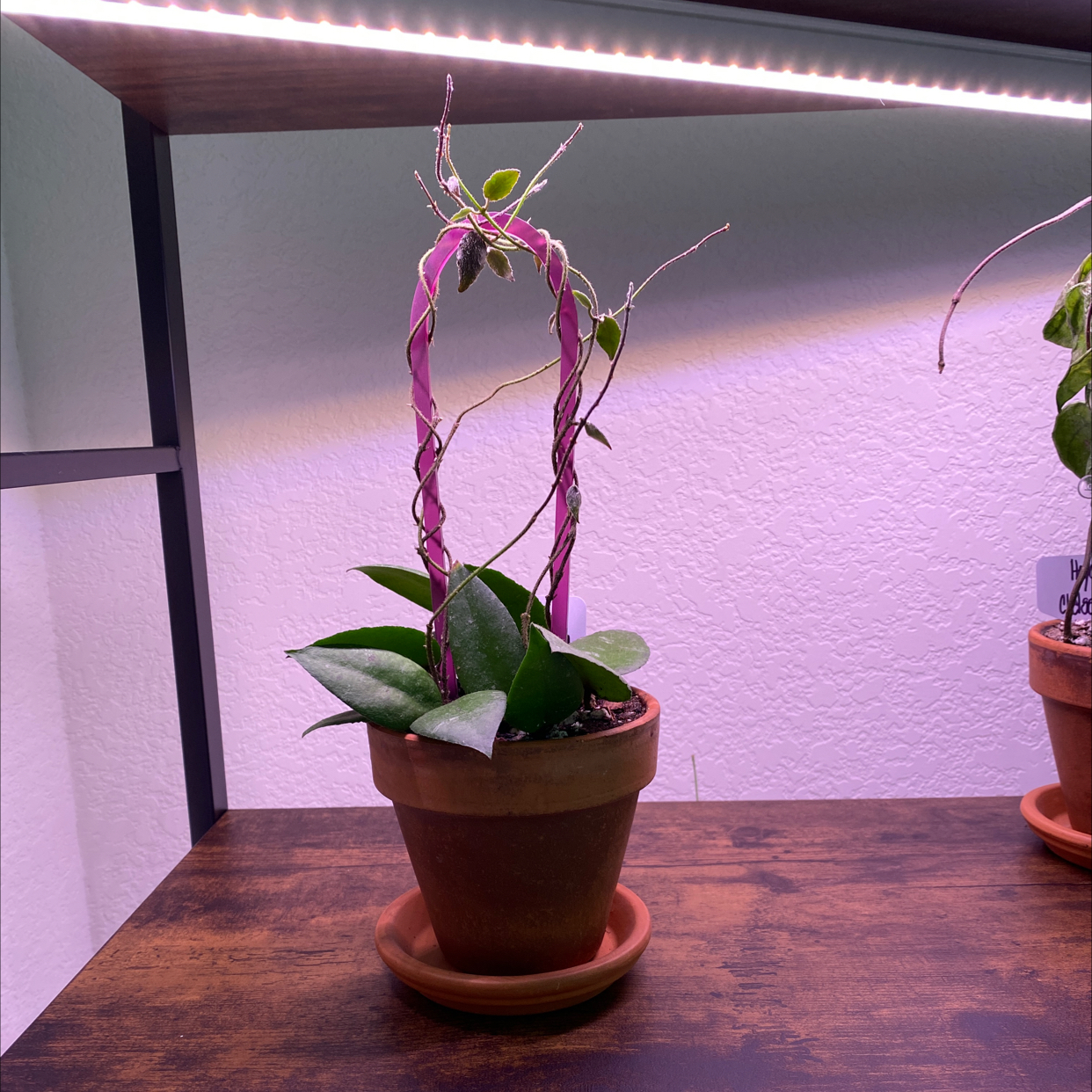 Potted Hoya caudata Sumatra plant under artificial lighting, healthy with visible soil.