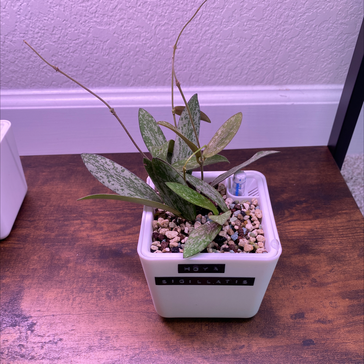 Hoya sigillatis plant in a white pot with speckled leaves on a wooden surface.