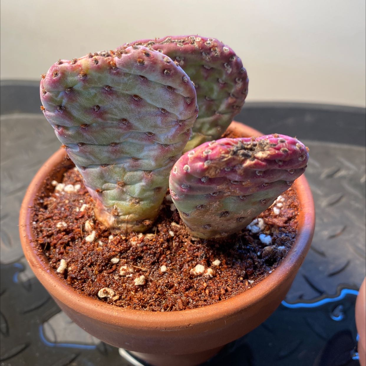 Bakersfield Beavertail Cactus in a terracotta pot with visible soil and some discoloration.