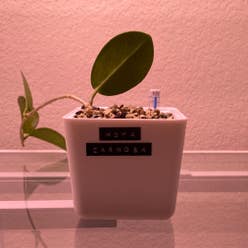 Waxplant plant