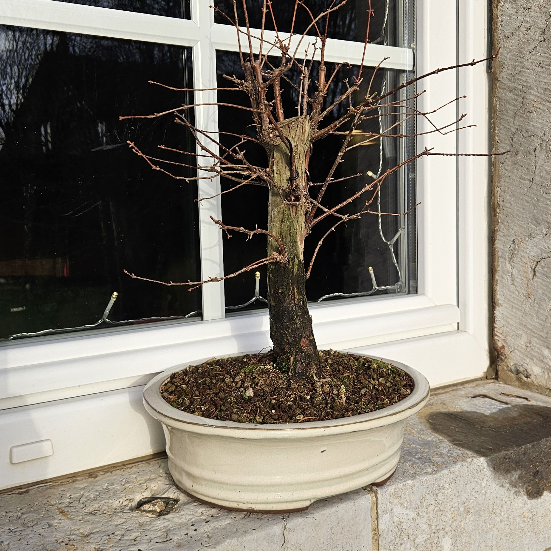 Photo of the plant species Bonsai Dawn Redwood by @JocoseriousGray named JB on Greg, the plant care app