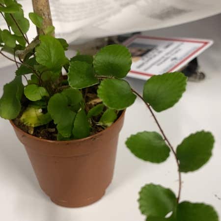 Photo of the plant species California Maidenhair Fern by Sweettigerfern named Fernie Mercury on Greg, the plant care app
