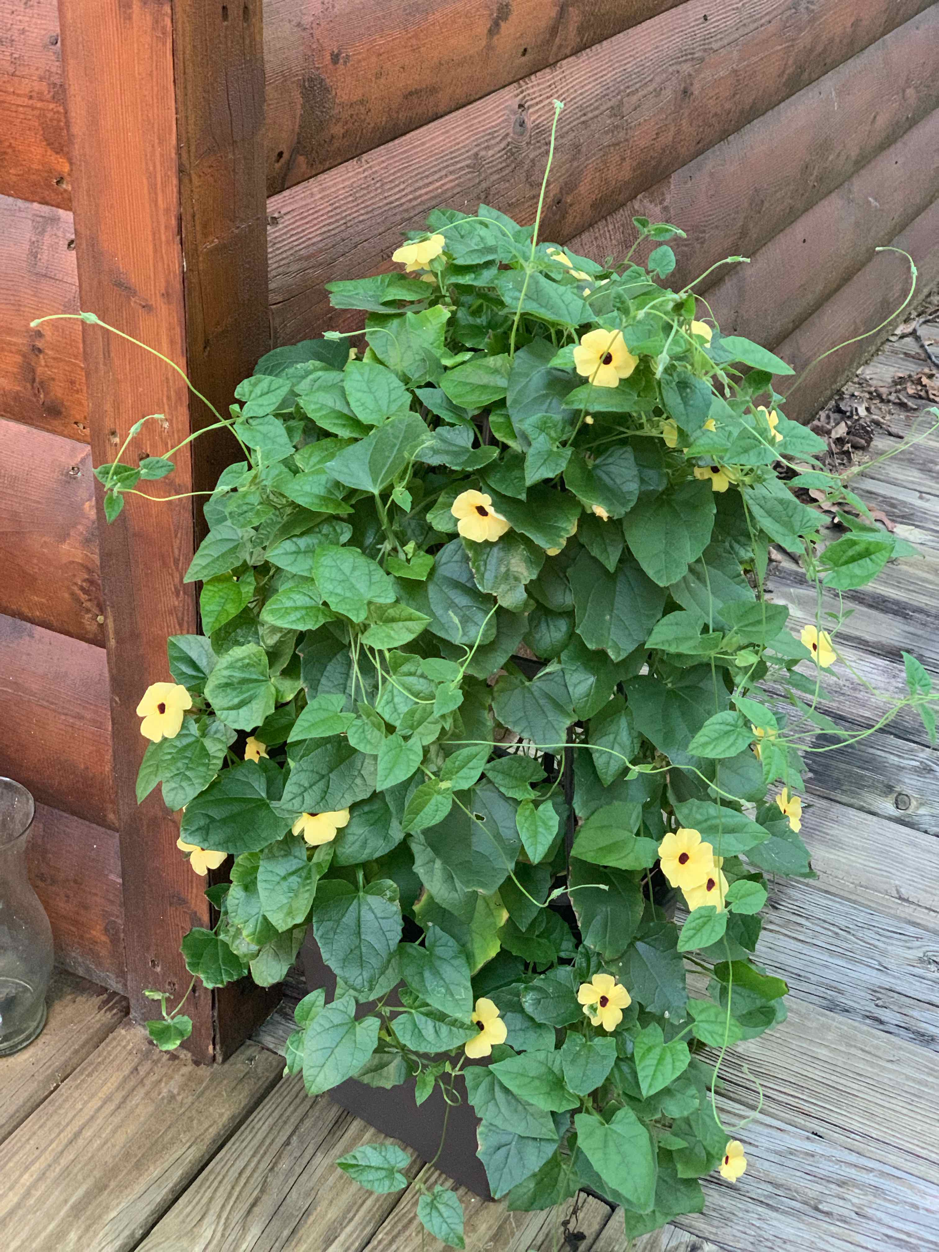 Healthy Blackeyed Susan Vine with vibrant green leaves and yellow flowers.