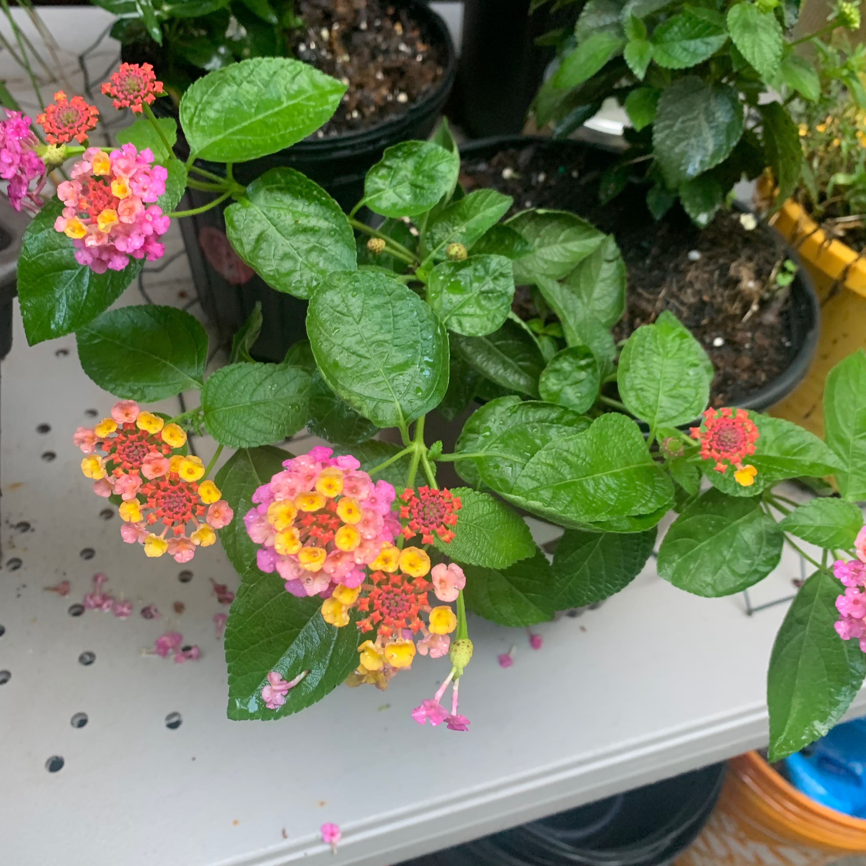 Lantana plant with vibrant, multi-colored flowers and healthy green leaves.