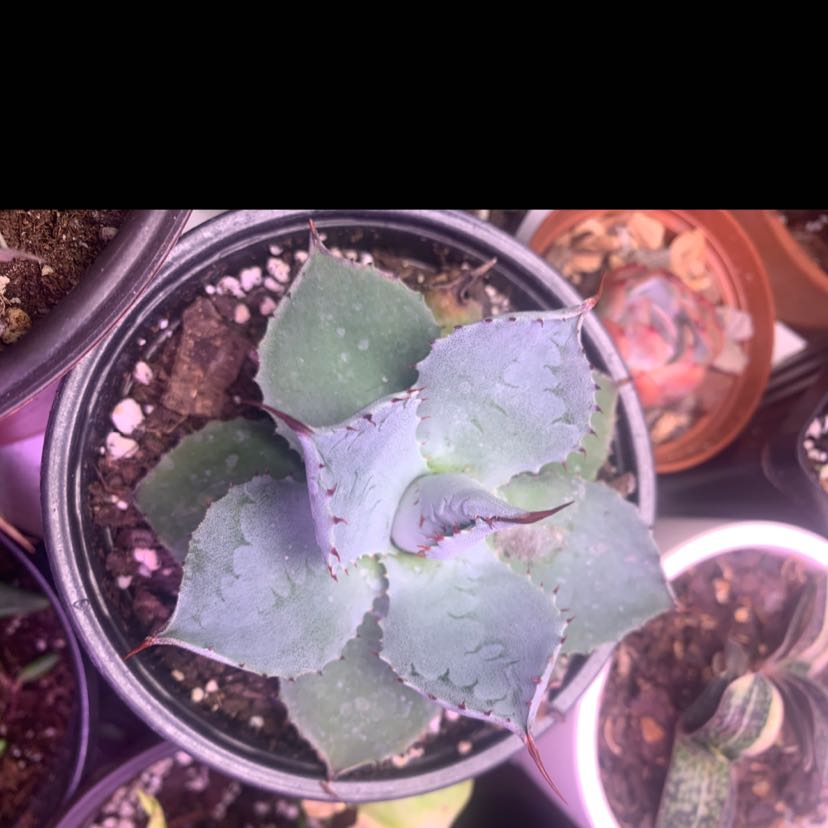 Butterfly Agave plant in a pot with visible soil, well-framed and healthy.