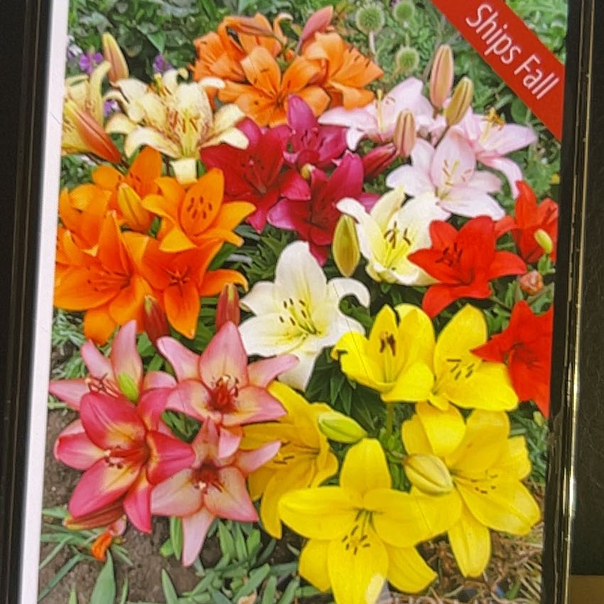 Photo of the plant species Asiatic Lily Red Highland by @LoyalLungwort named Shakira on Greg, the plant care app