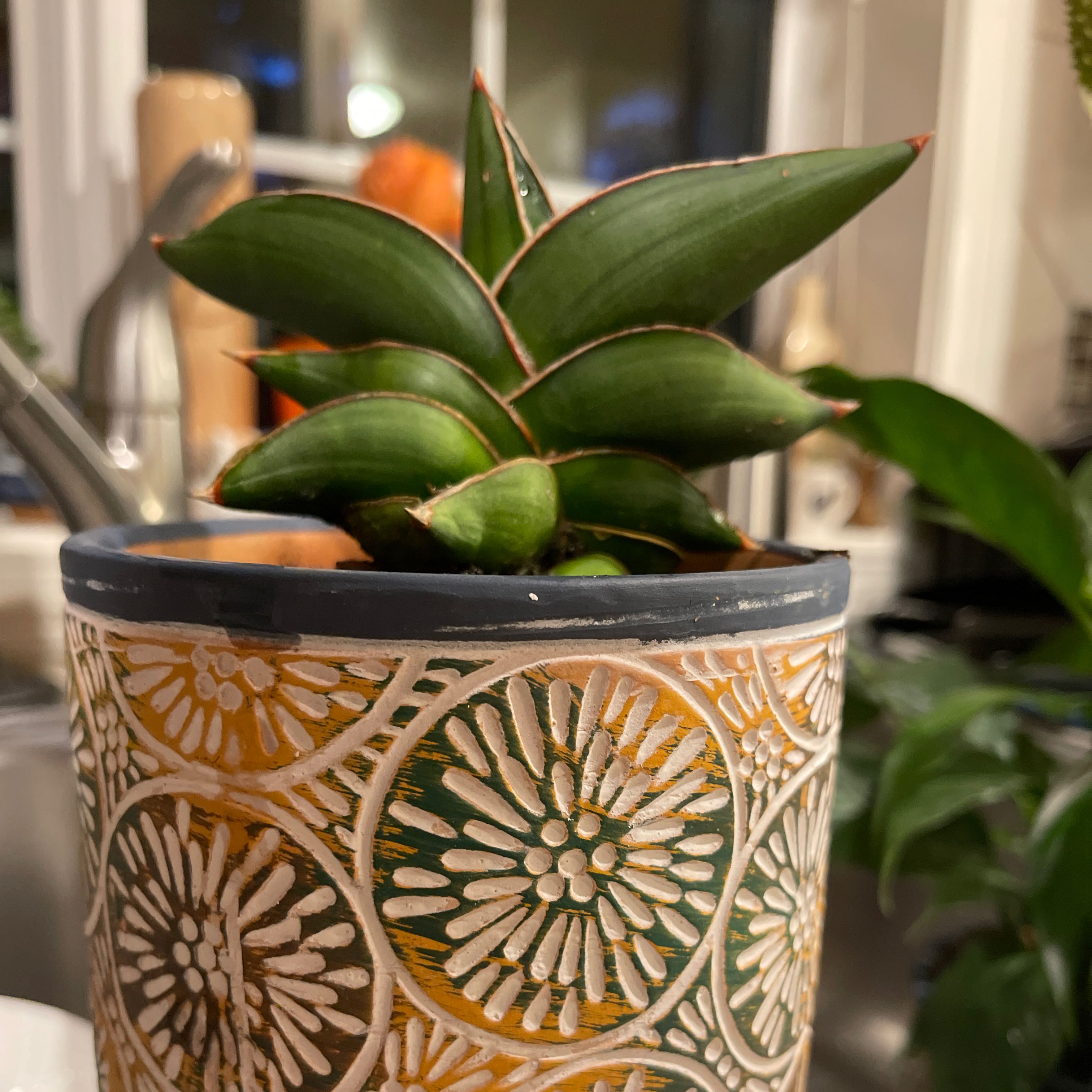 Blue Sansevieria plant in a decorative pot in a kitchen setting.