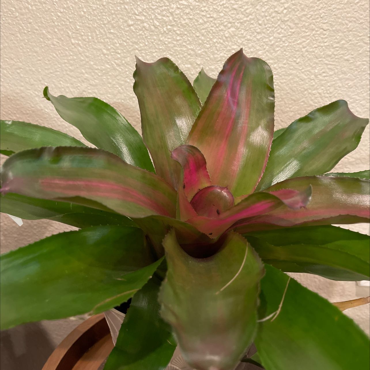 Bromeliad Medusa plant with healthy green leaves and a pinkish central rosette.