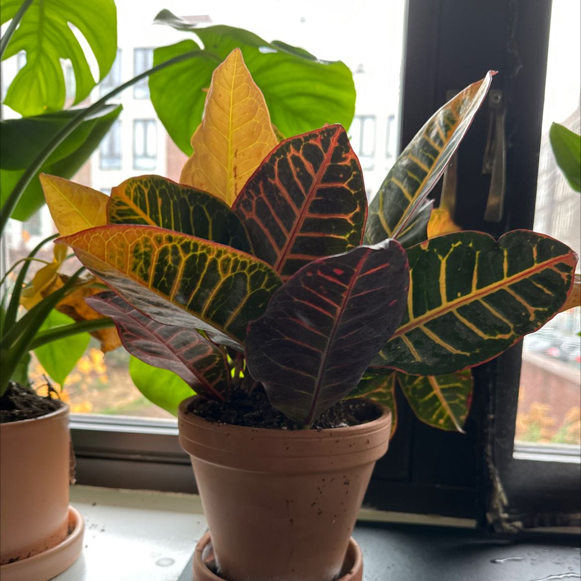 Photo of the plant species Gold Dust Croton by @DrivenEspicia named Wall-E on Greg, the plant care app