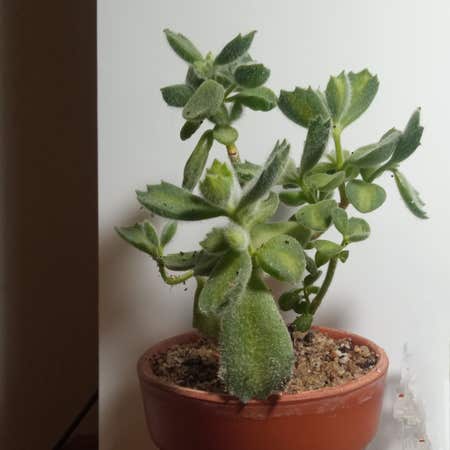 Photo of the plant species Cat's Paw by @BeamingPansy named Jose - mari on Greg, the plant care app