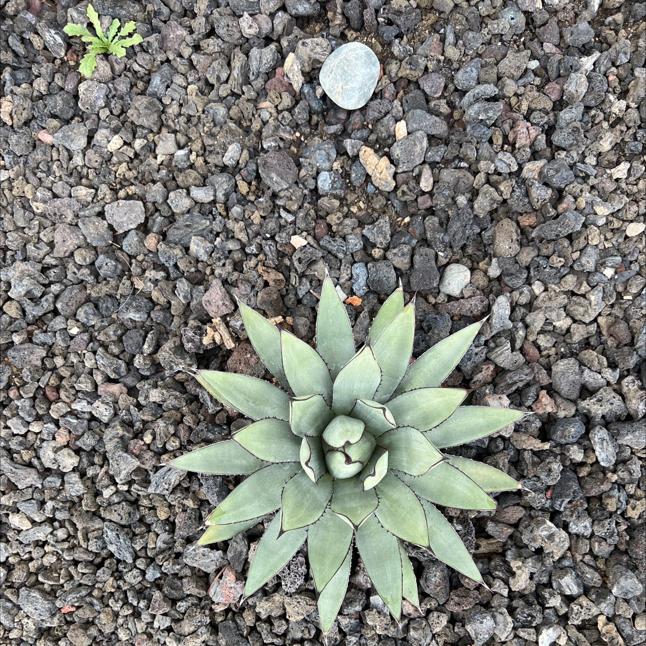 Bright Green Dudleya succulent with rosette pattern in well-draining soil.