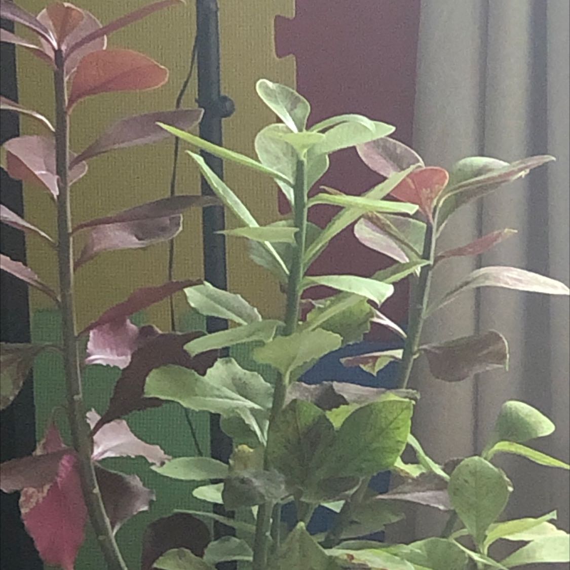 Photo of the plant species Euphorbia bicompacta by @ProfuseFanpalm named Leonardo on Greg, the plant care app