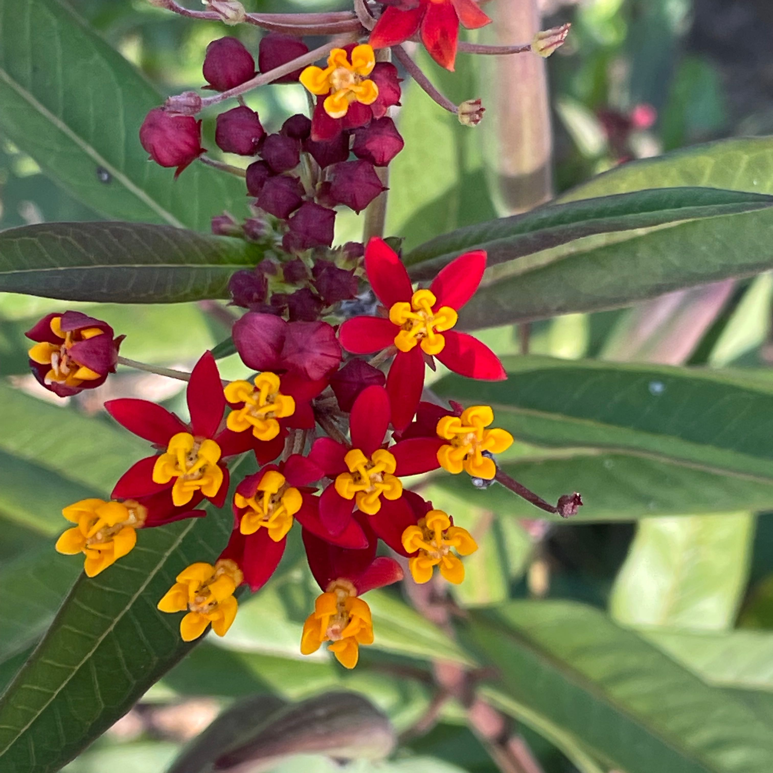 Scarlet Milkweed plant with vibrant red and yellow flowers and healthy green leaves.
