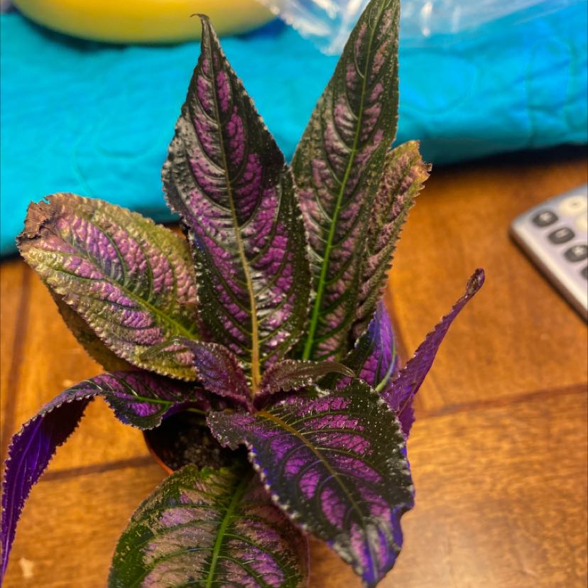Photo of the plant species persian shield by @YokePyrethrum named Your plant on Greg, the plant care app