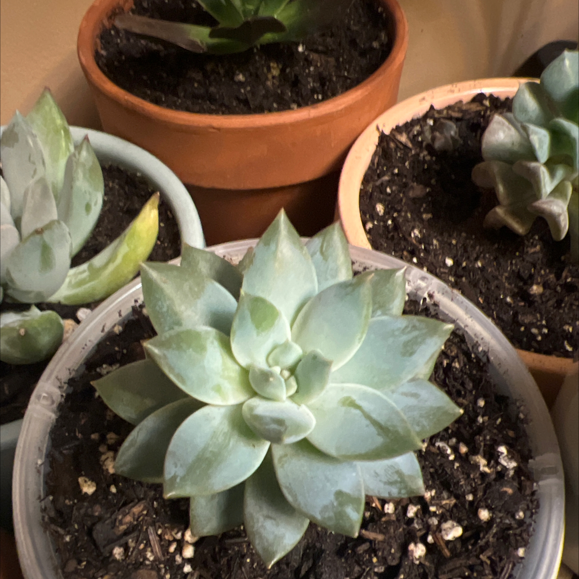Photo of the plant species Estrella Echeveria by @Thesearemykids named Estrella on Greg, the plant care app