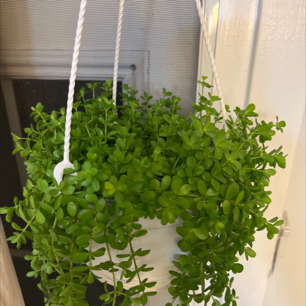 Healthy Peperomia deppeana plant in a hanging pot with vibrant green leaves.