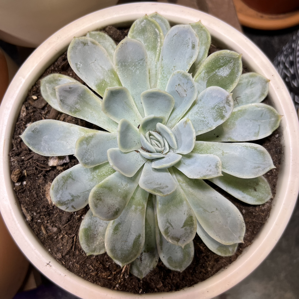 Echeveria 'Arctic Ice' succulent in a pot with visible soil, appears healthy.