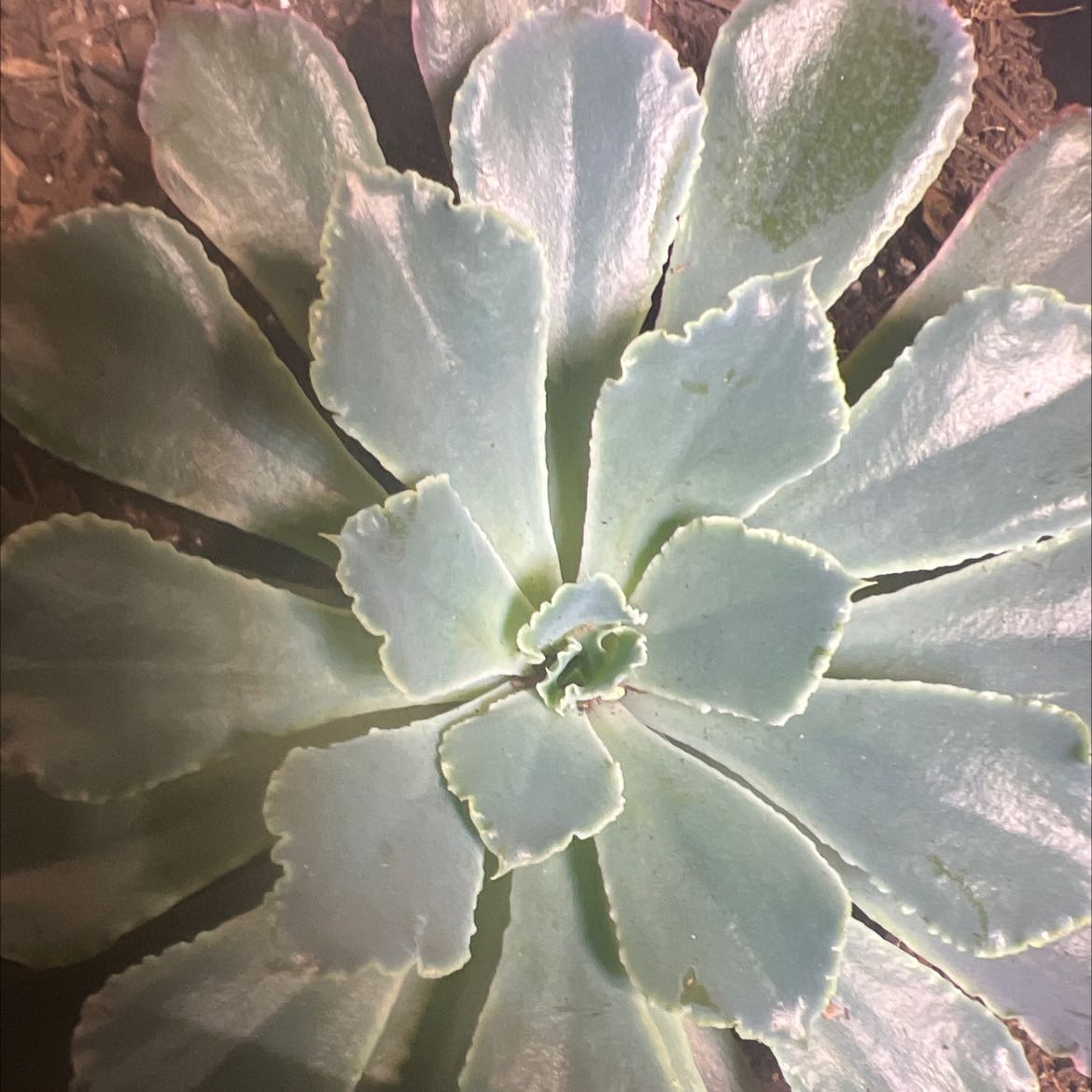 Echeveria 'Neon Breakers' succulent with healthy rosette-shaped leaves.
