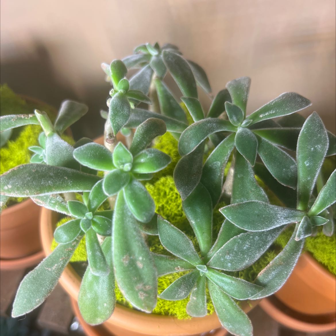 Plush Plant succulent with green leaves in a pot with mossy surface.