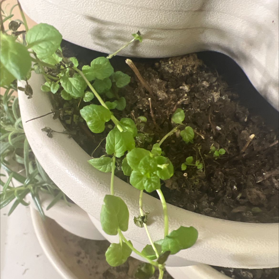 Chocolate Mint plant in a white pot with some browning leaves and visible soil.