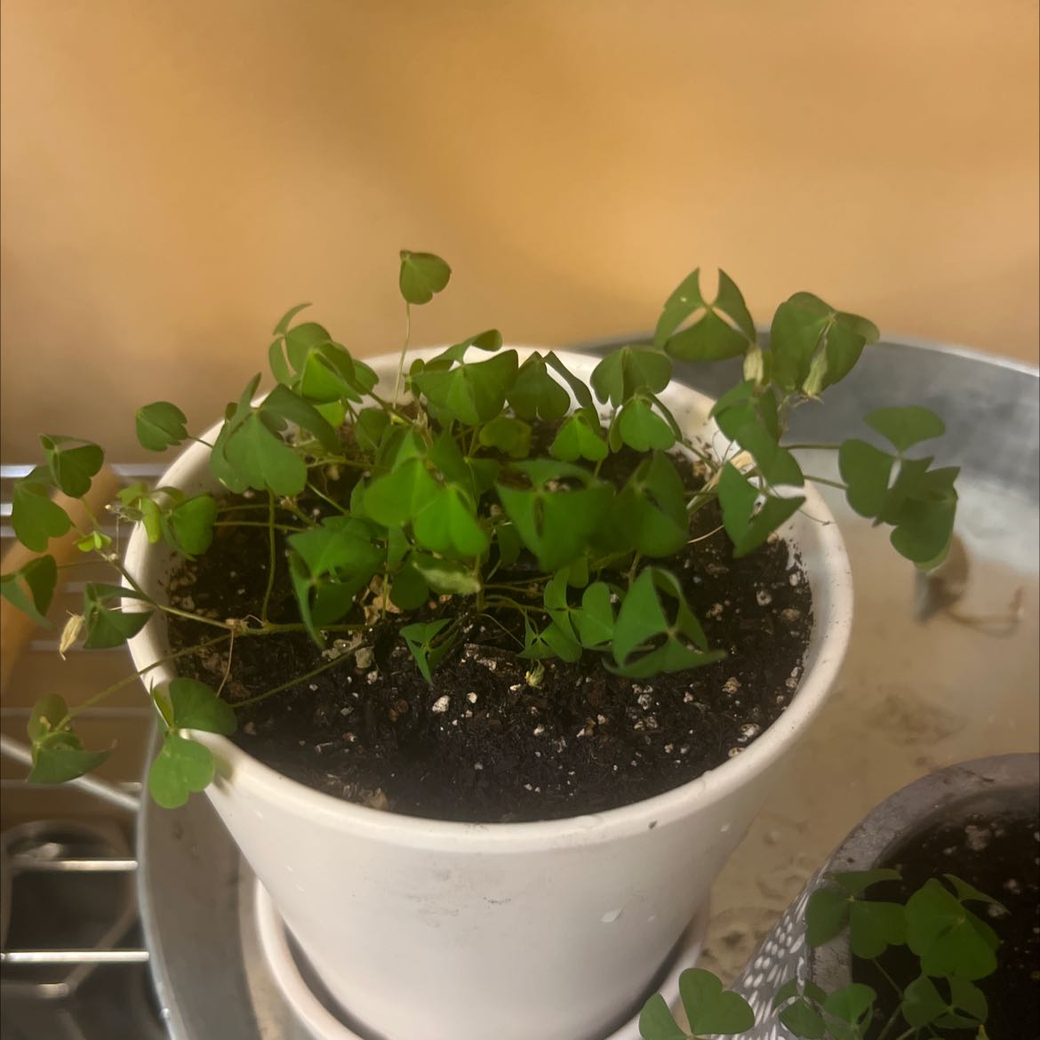 Potted Common Yellow Woodsorrel with green clover-like leaves in a white pot.