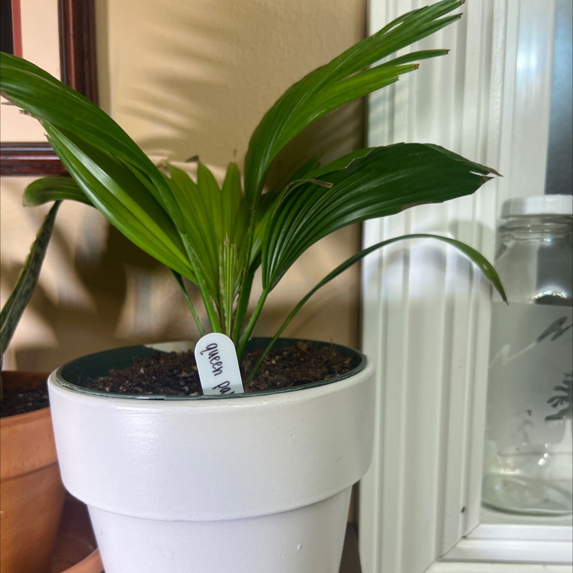 Young Queen Palm plant in a white pot with healthy green leaves.