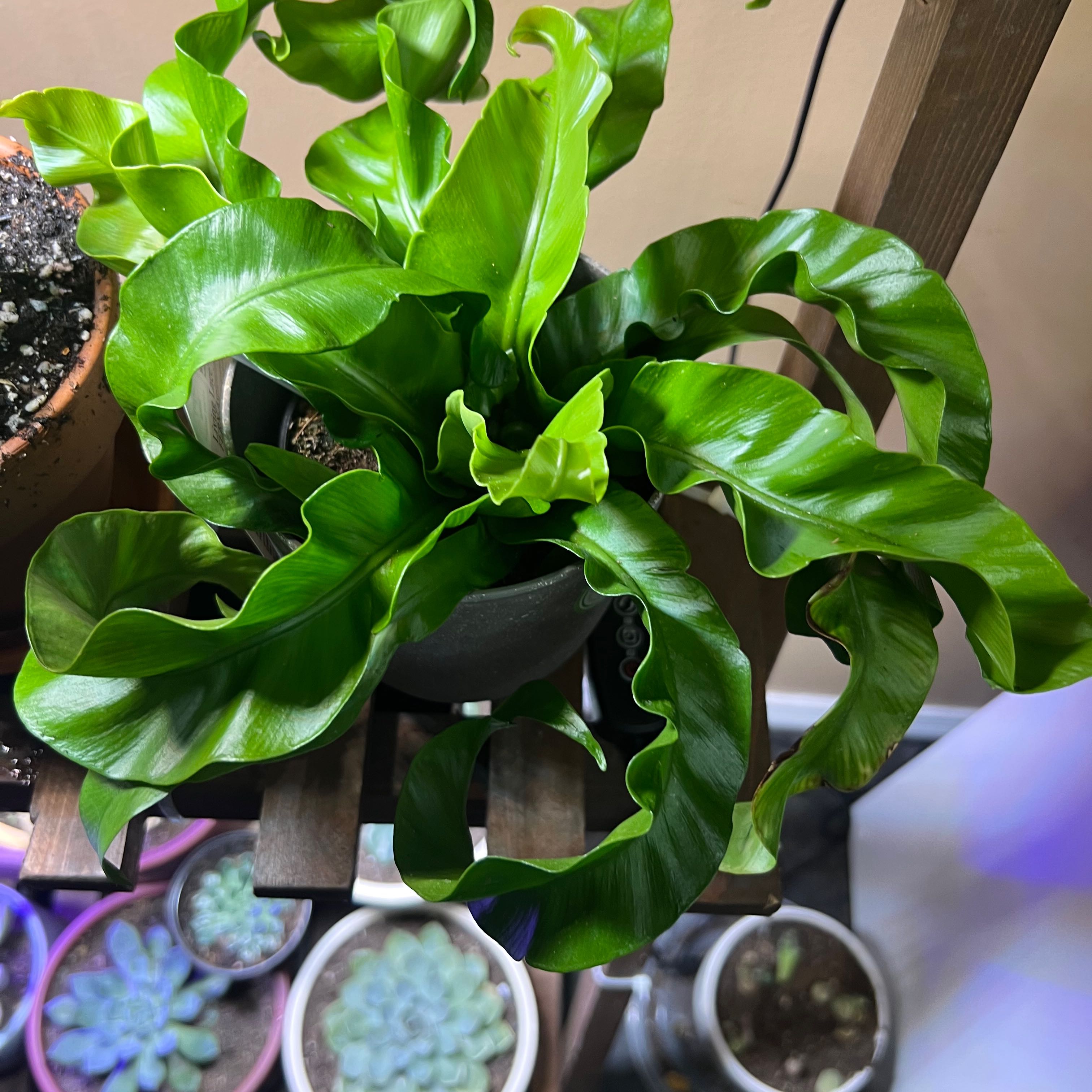 Healthy Hurricane Fern with vibrant green, wavy leaves in a pot. Soil partially visible.