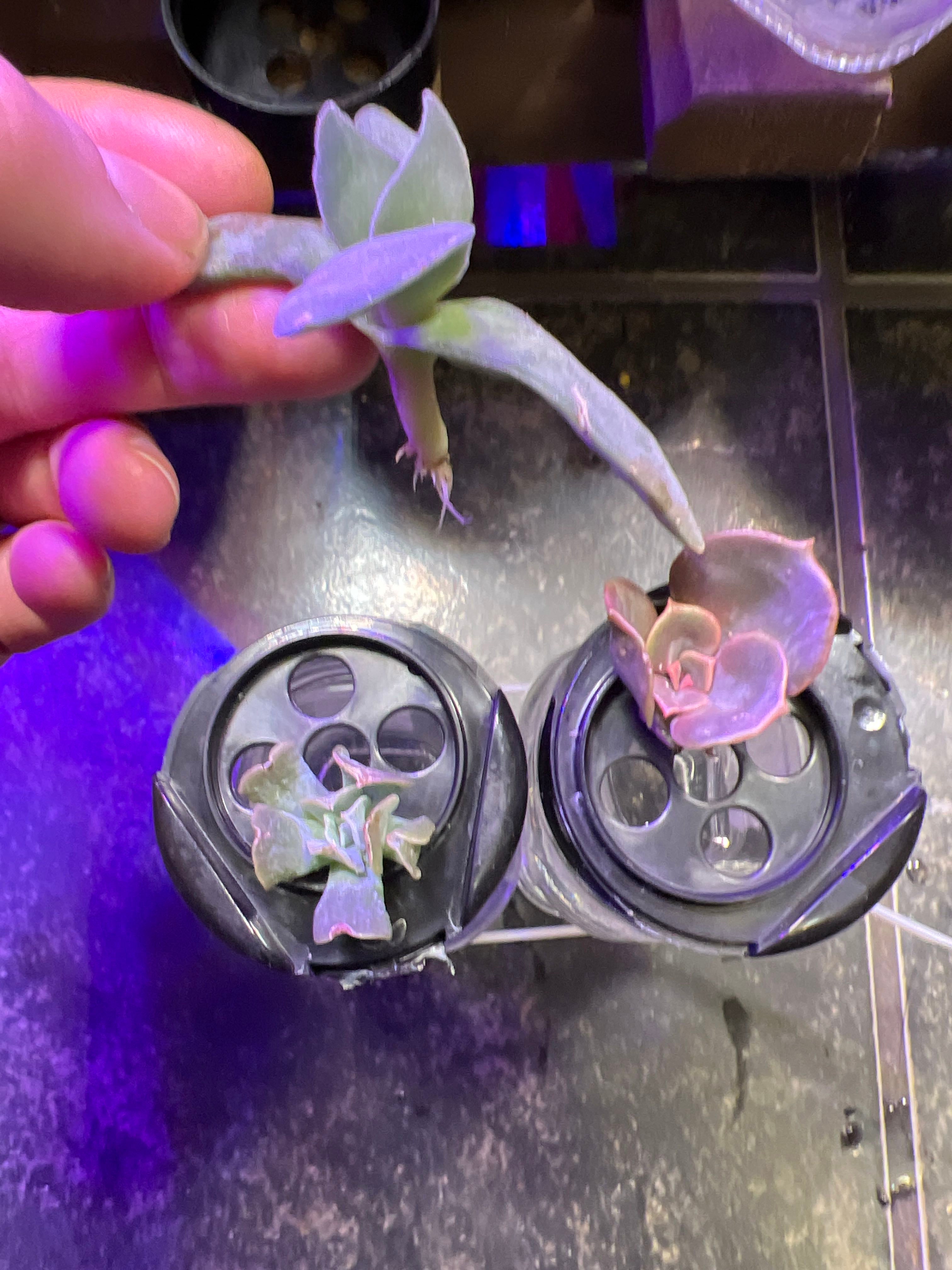 Repurpose spice jars for propagation!