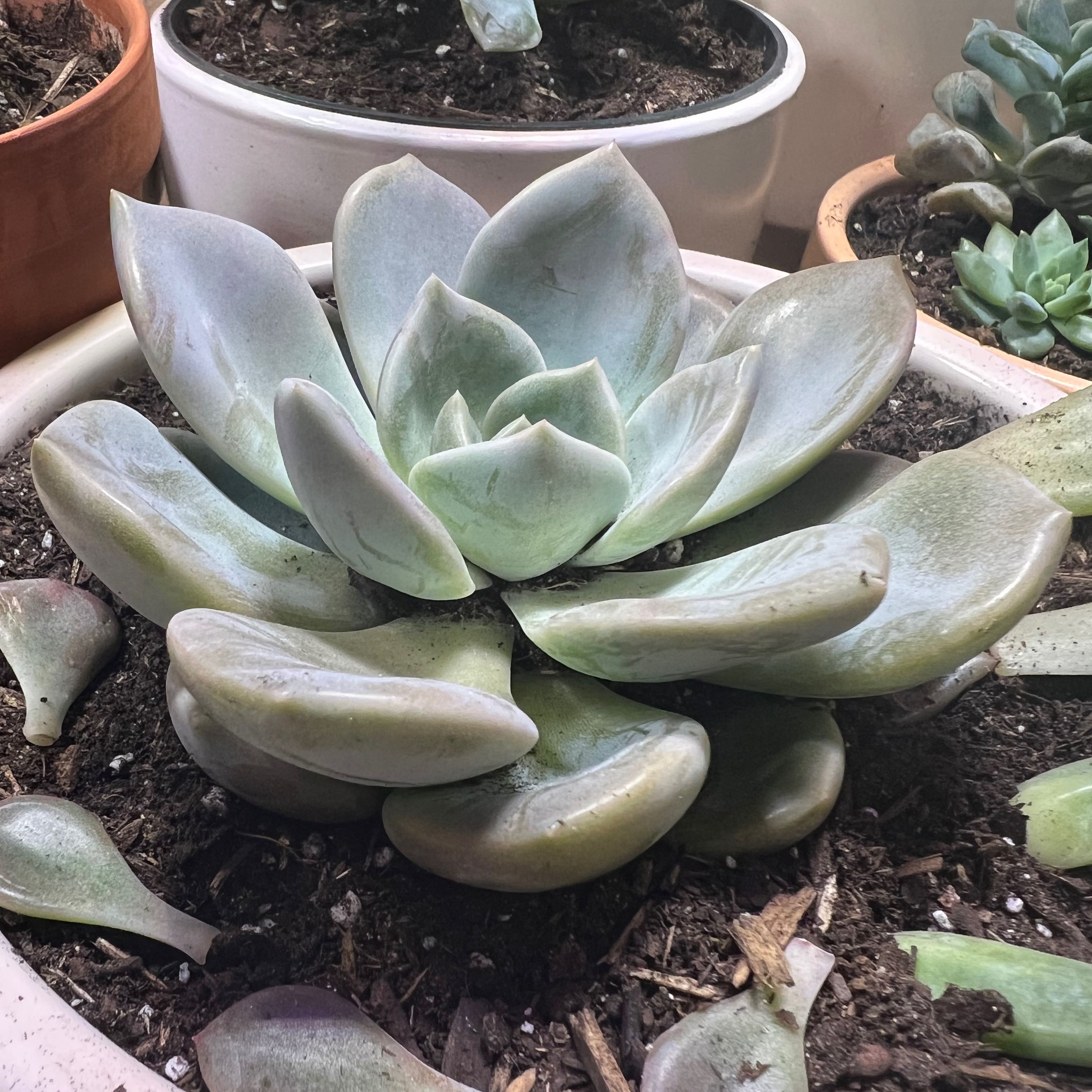 Photo of the plant species graptoveria supreme by @Thesearemykids named Reign on Greg, the plant care app