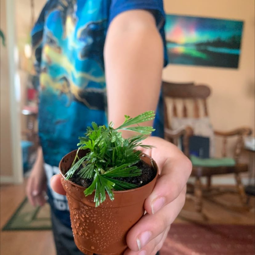 A healthy African Bush Daisy plant in a small pot being held by a person indoors.
