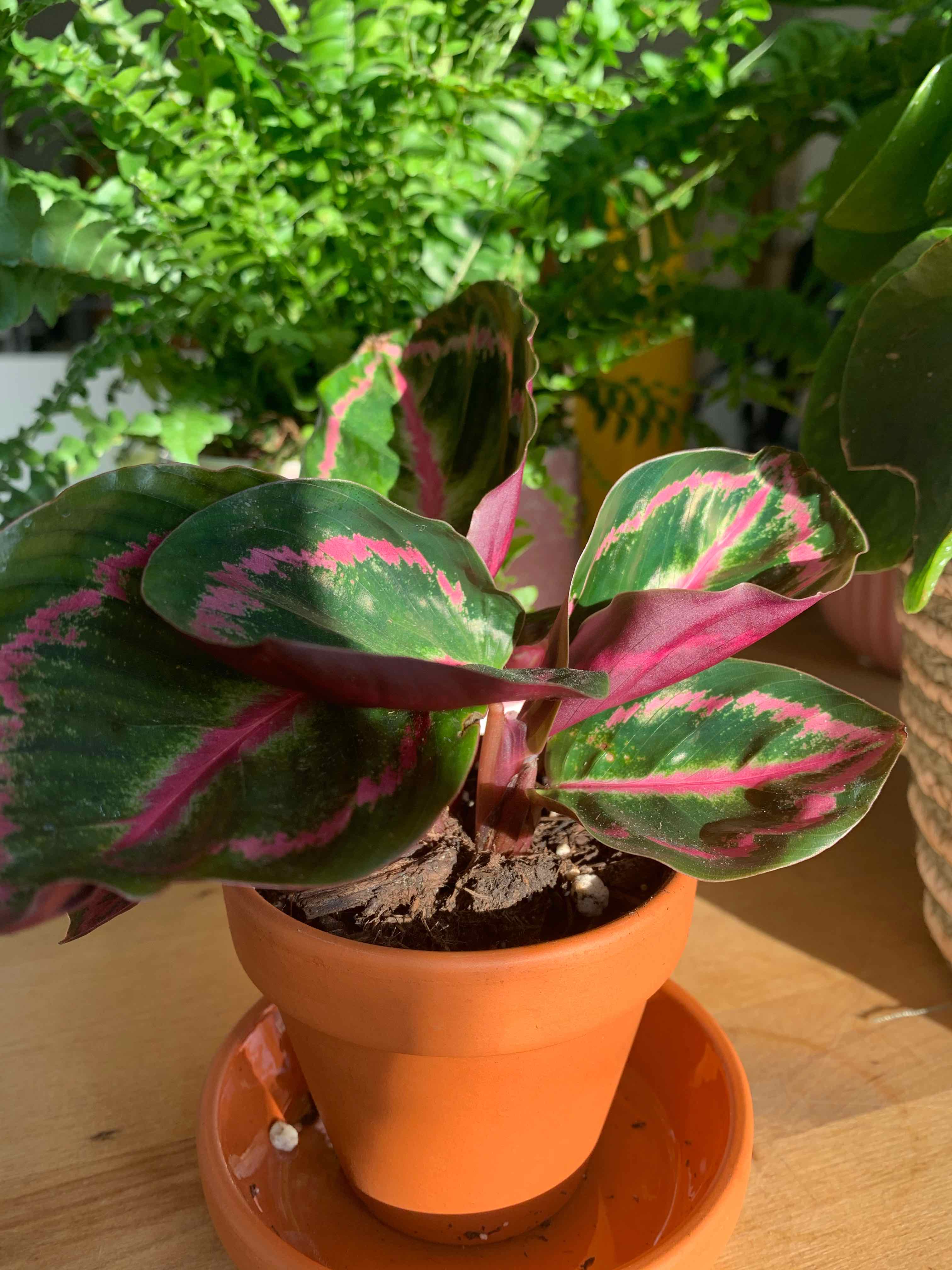 Prayer Plant Dottie in a terracotta pot with vibrant green and pink leaves.
