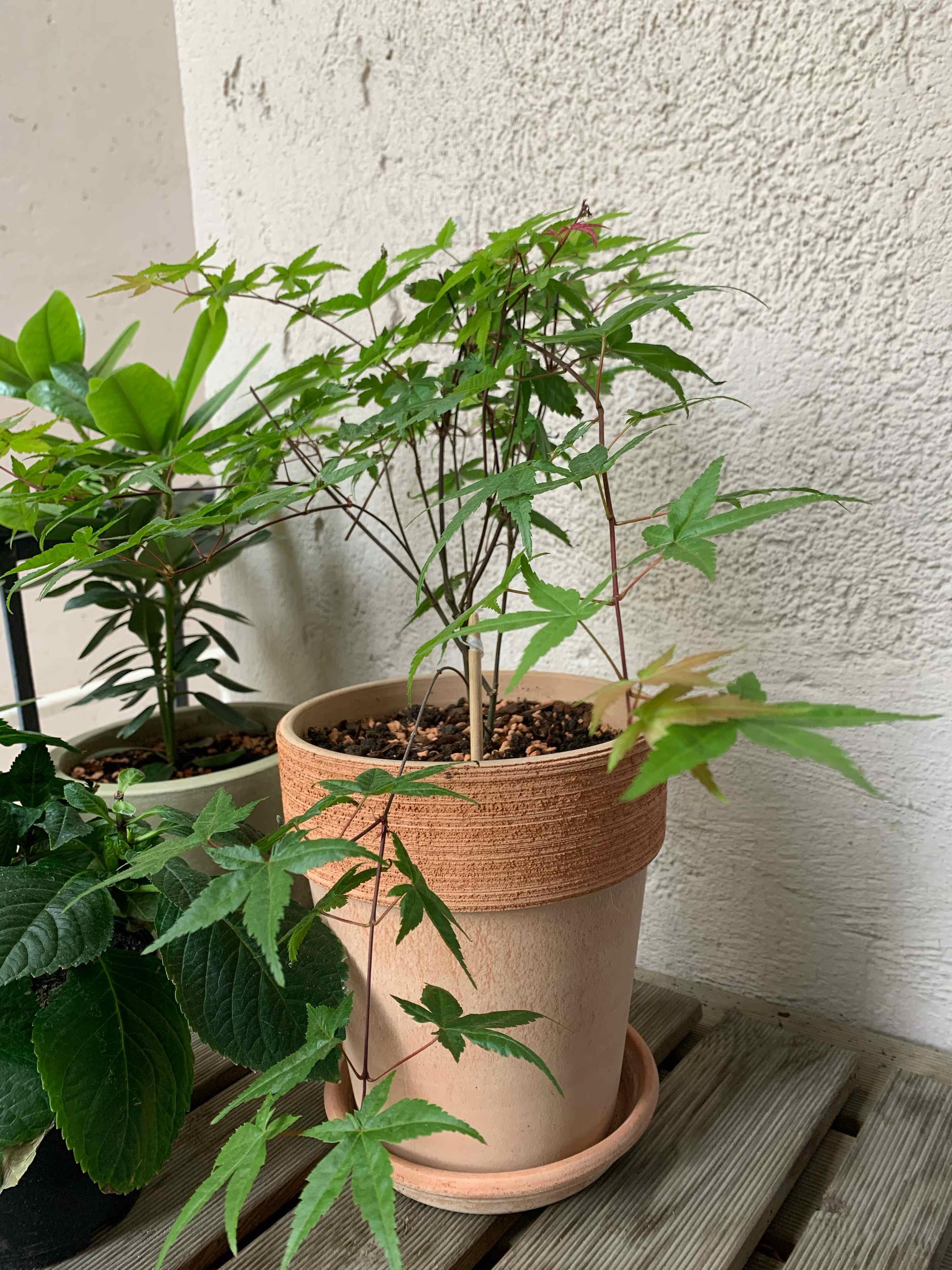 What Are The Bugs on My Japanese Maple? 🐛