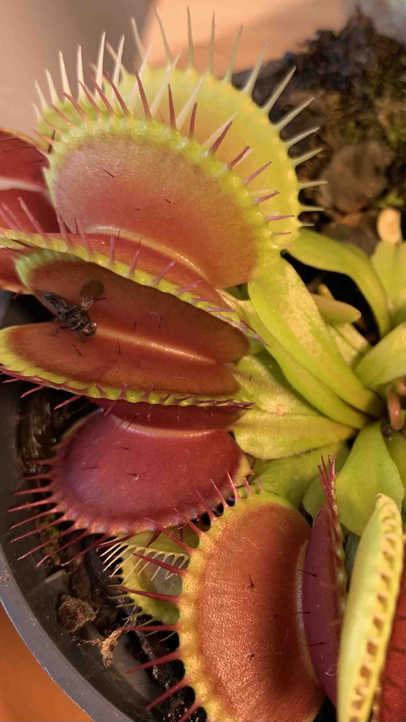 Venus Fly Trap with open traps, one containing an insect. Plant appears healthy.