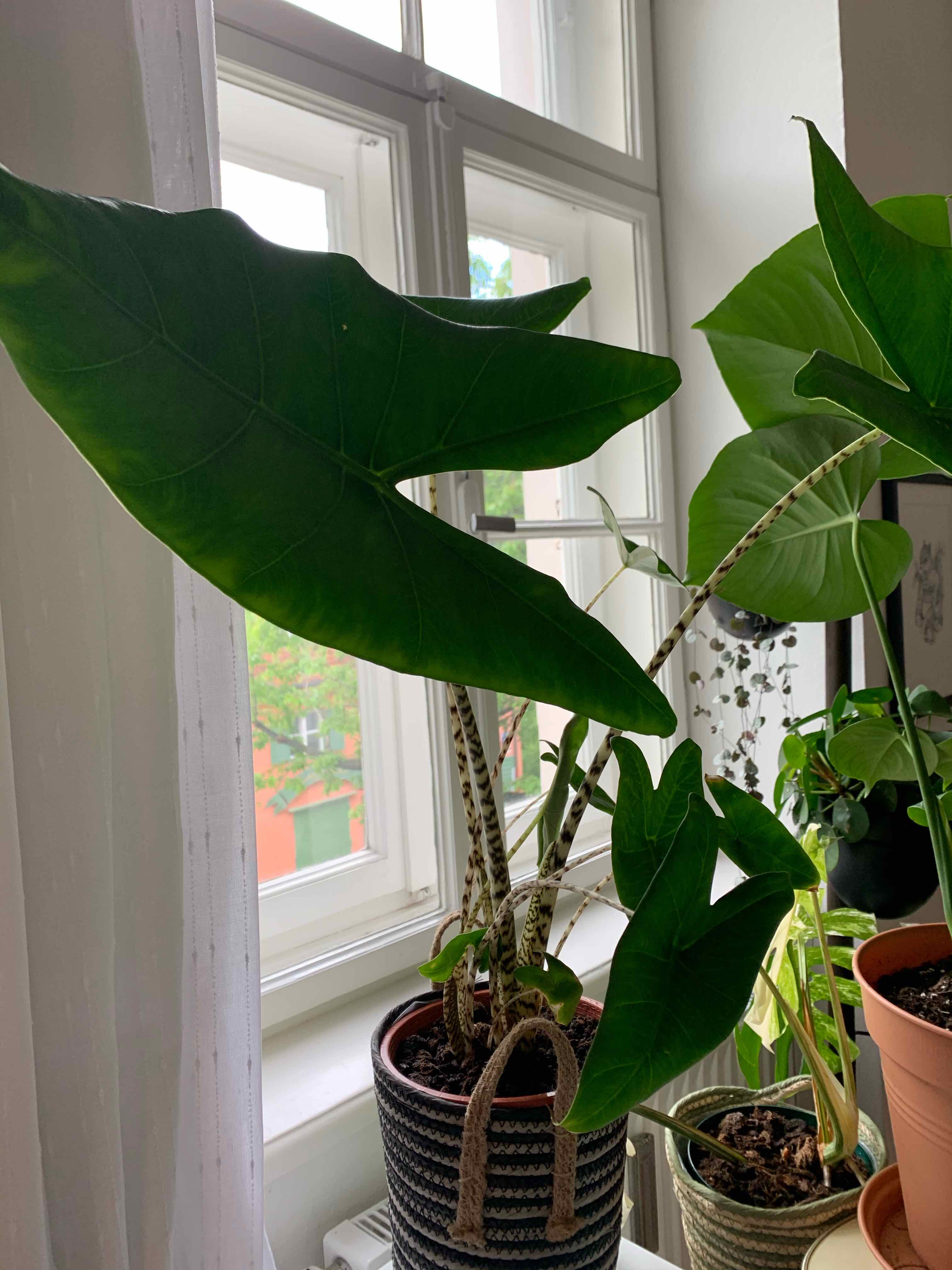 Zebra Elephant Ear plant near a window with large, healthy green leaves.