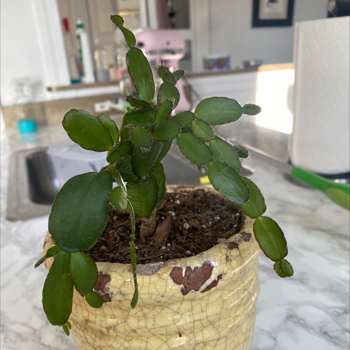 Photo of the plant species Schlumbergera × graeseri by @EspecialSoybean named Your plant on Greg, the plant care app