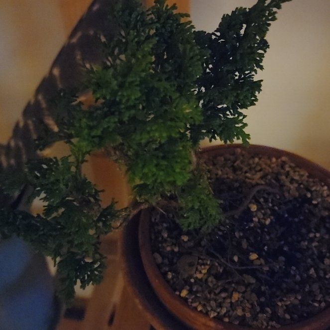 Photo of the plant species Sawara cypress by @AccordantMakole named Scarlett on Greg, the plant care app