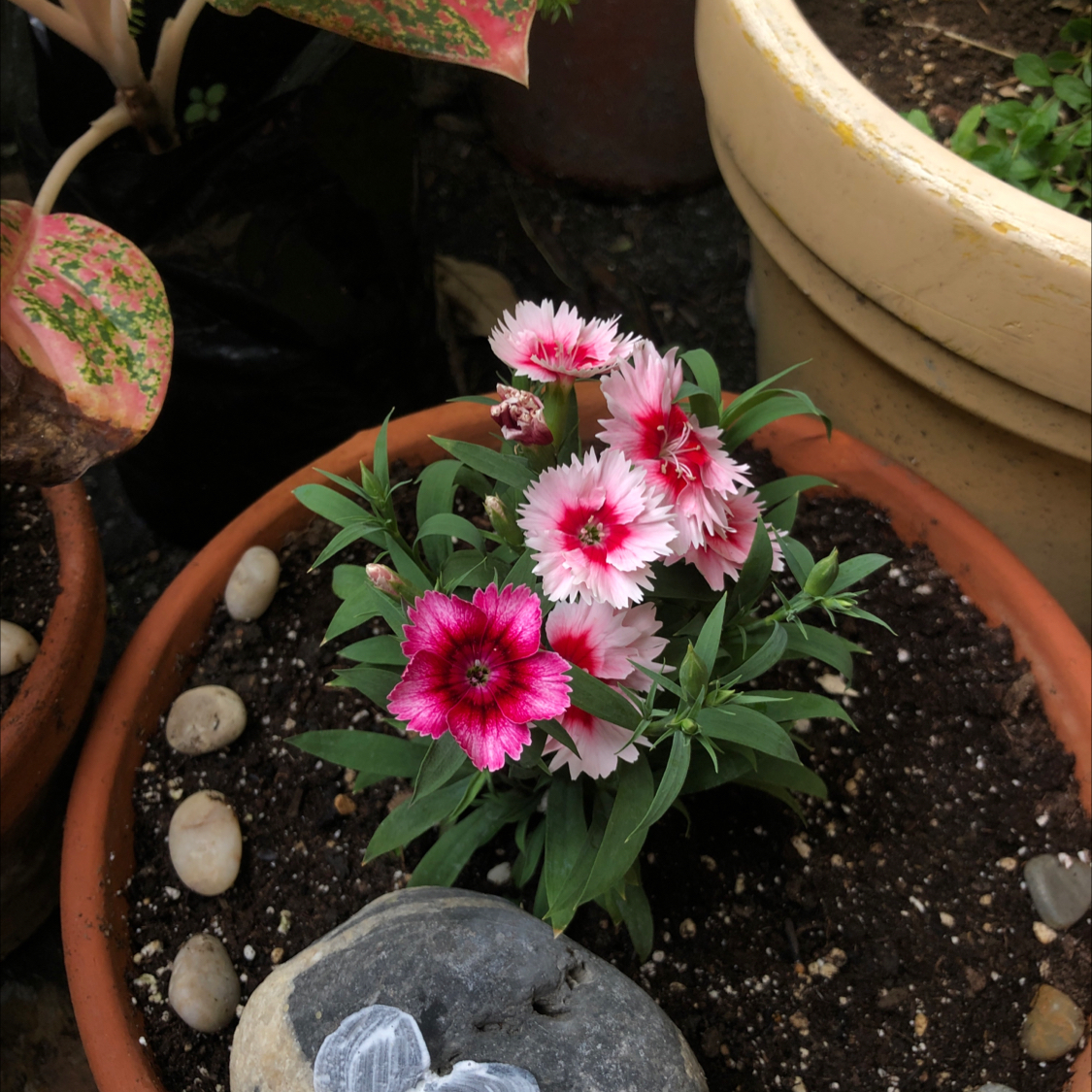 Potted Chinese Pink (Dianthus chinensis) with vibrant pink flowers and visible soil.