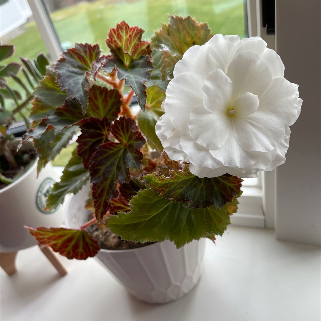 Photo of the plant species Tuberous begonias by @WorthwhileApple named Your plant on Greg, the plant care app