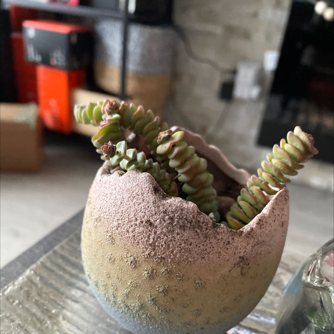 Jade Necklace plant in a textured pot, healthy with segmented leaves.