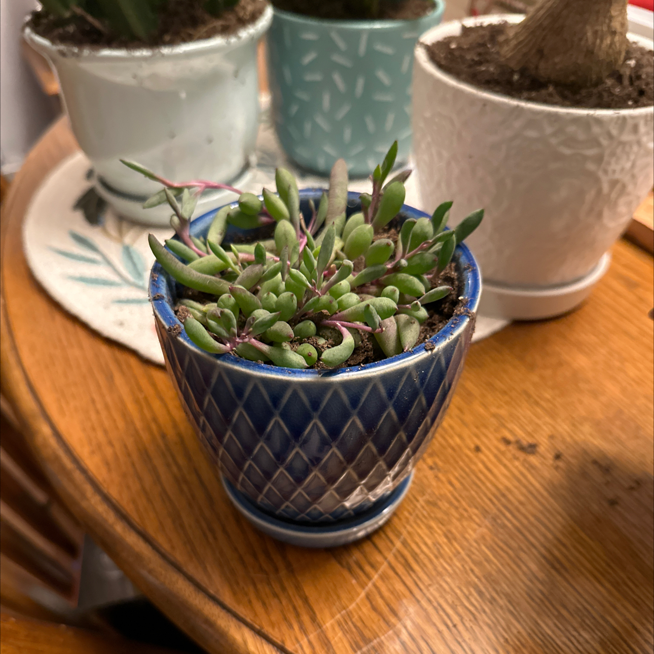 Potted String of Rubies plant with vibrant green leaves and purple stems in a blue pot.