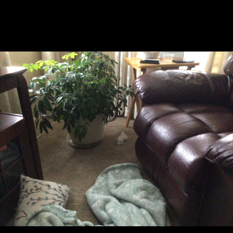 Indoor potted Alpine Schefflera plant near a leather couch and small table.