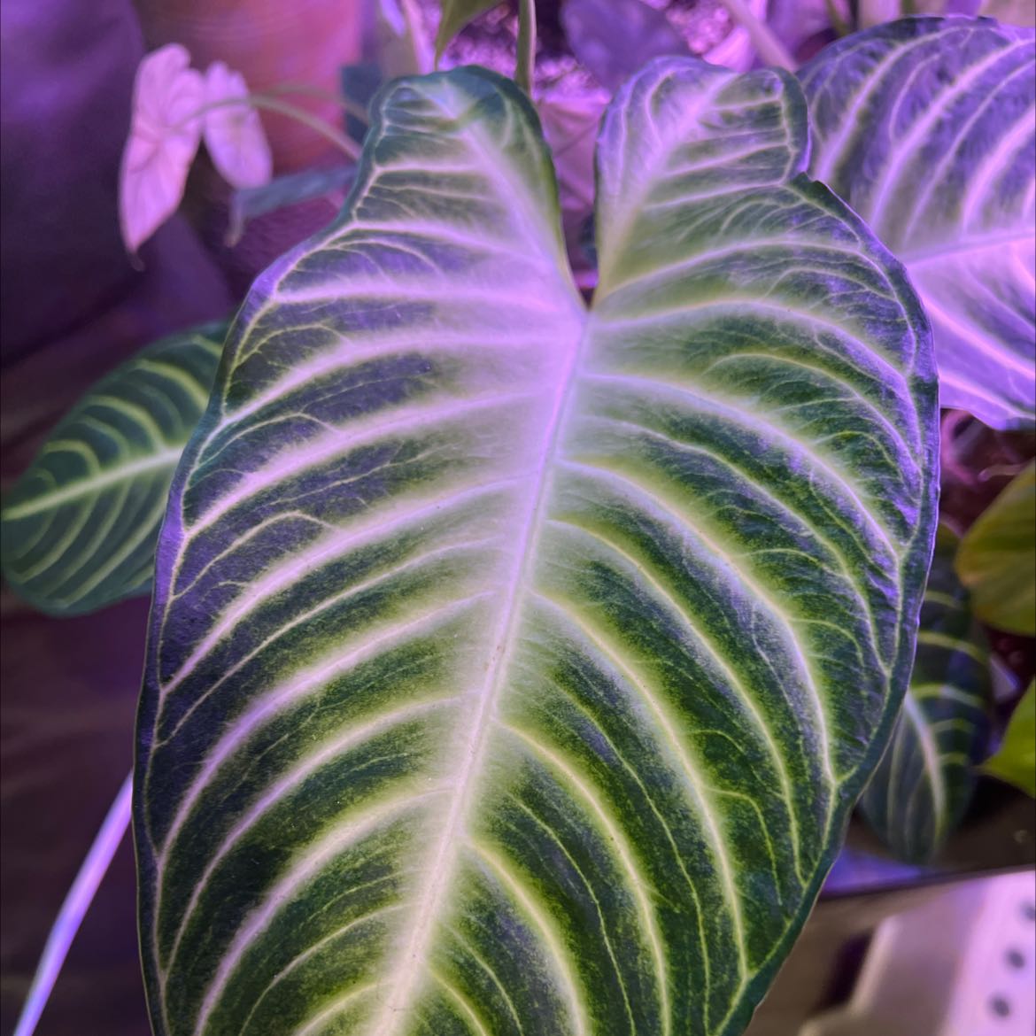Close-up of a healthy Caladium lindenii 'Magnificum' leaf with prominent white veins.