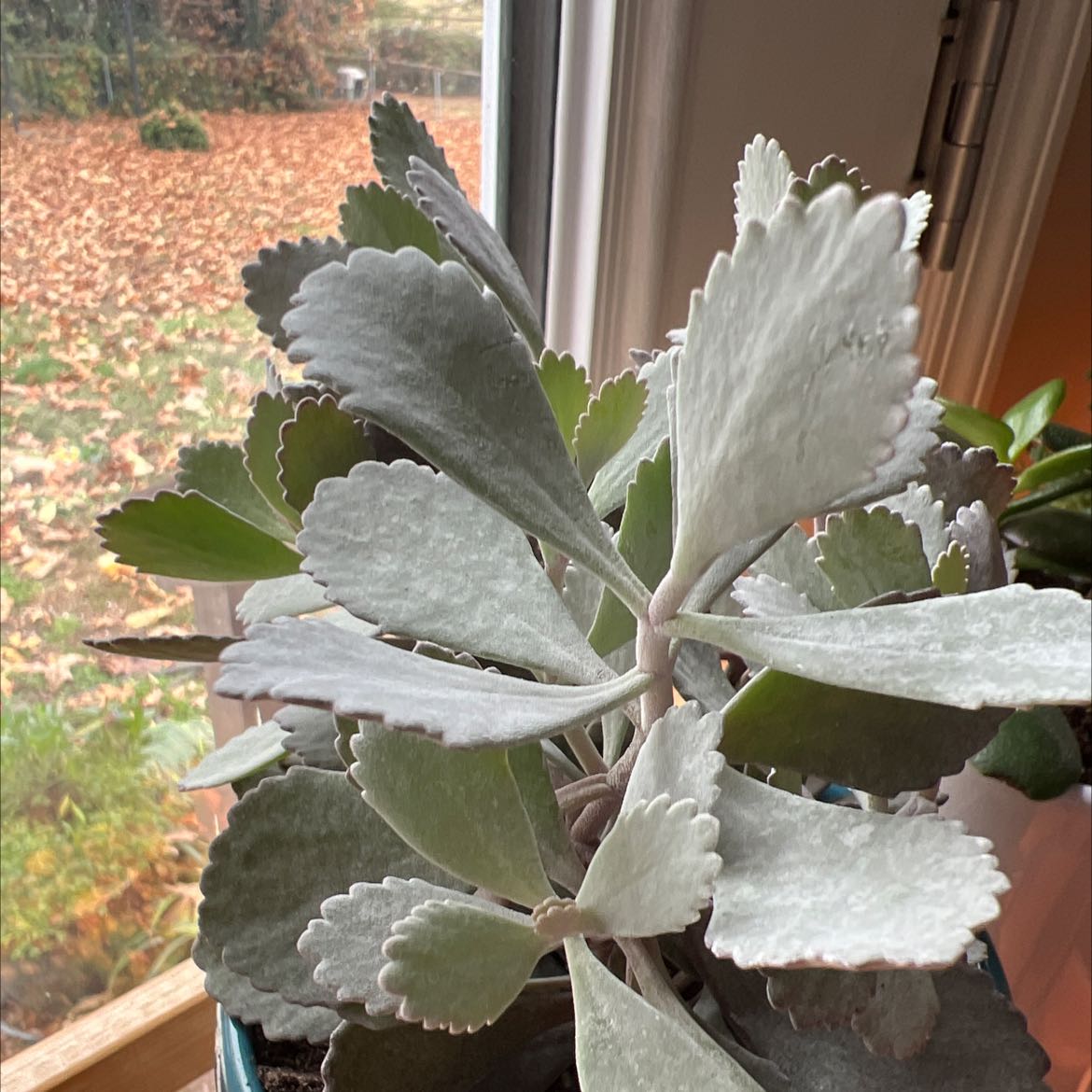 Flower Dust Plant with thick, scalloped leaves in a pot near a window.