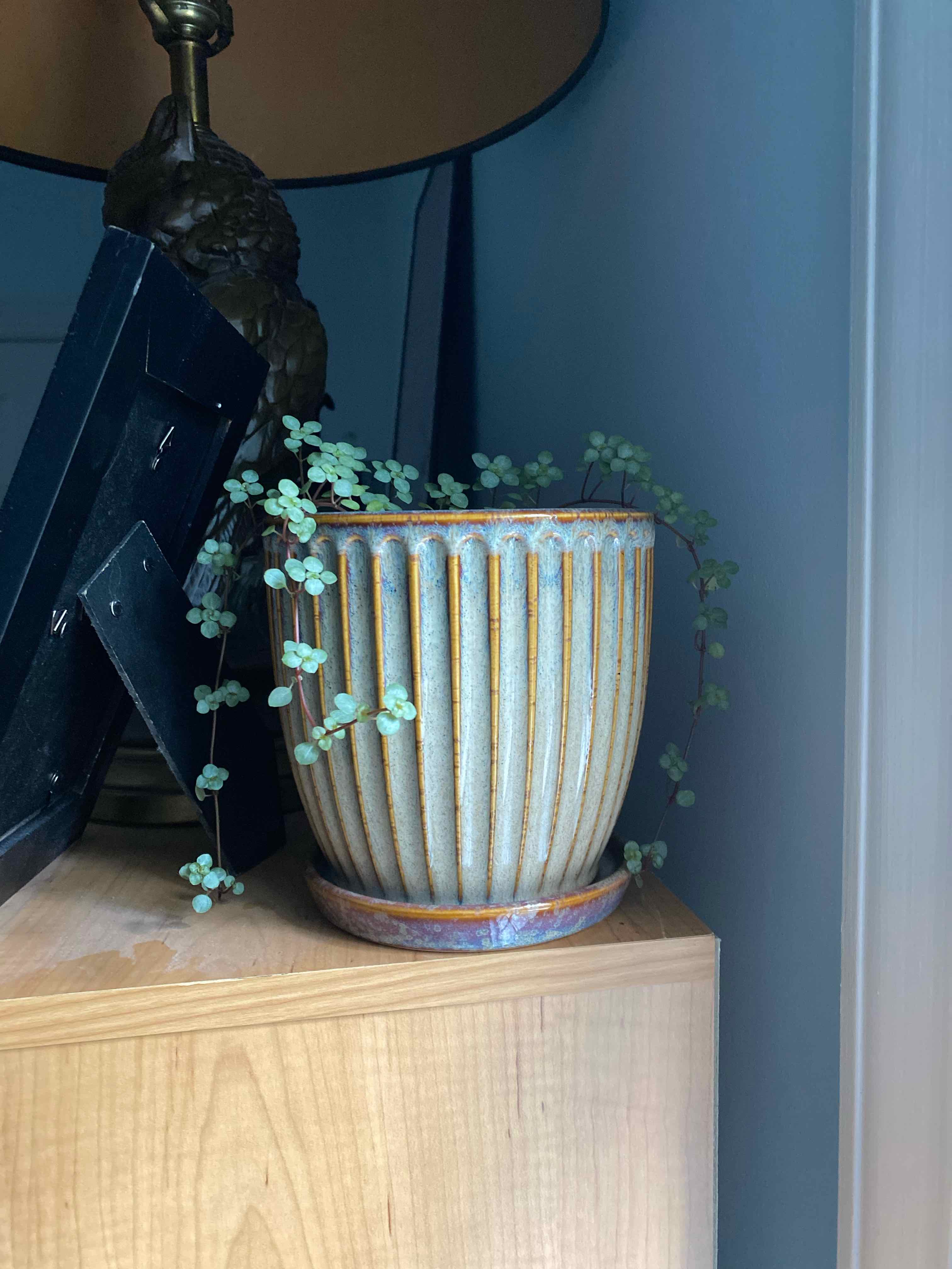 Pilea 'Silver Sparkle' plant in a decorative pot on a wooden surface.
