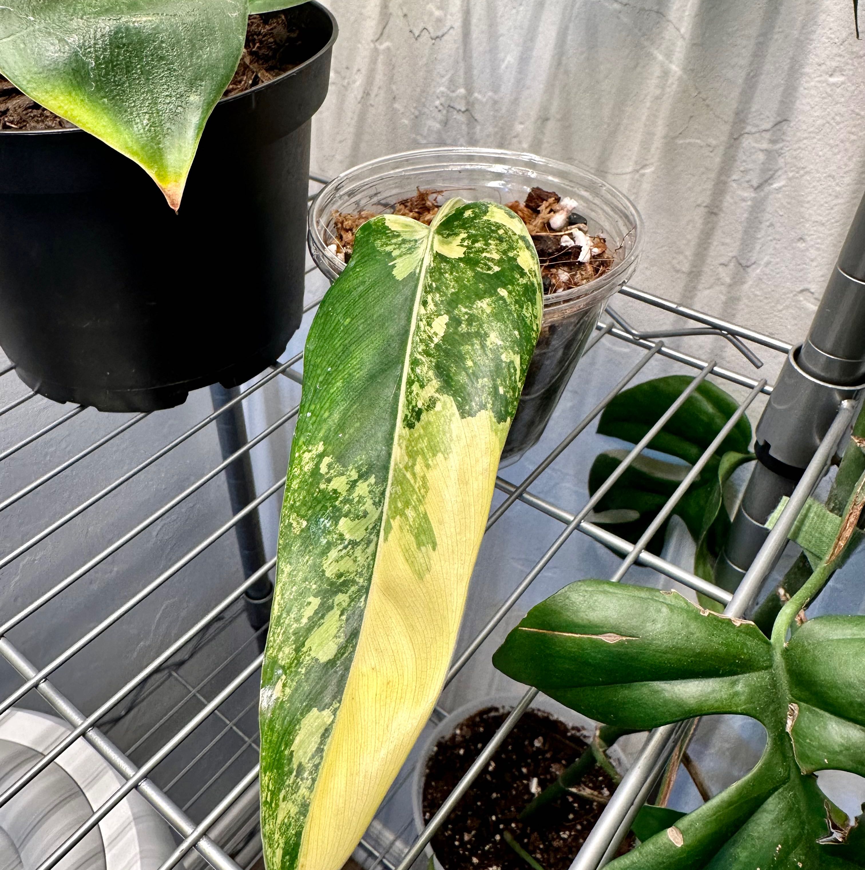 Variegated Philodendron with yellowing leaf on a metal rack, potted in soil.