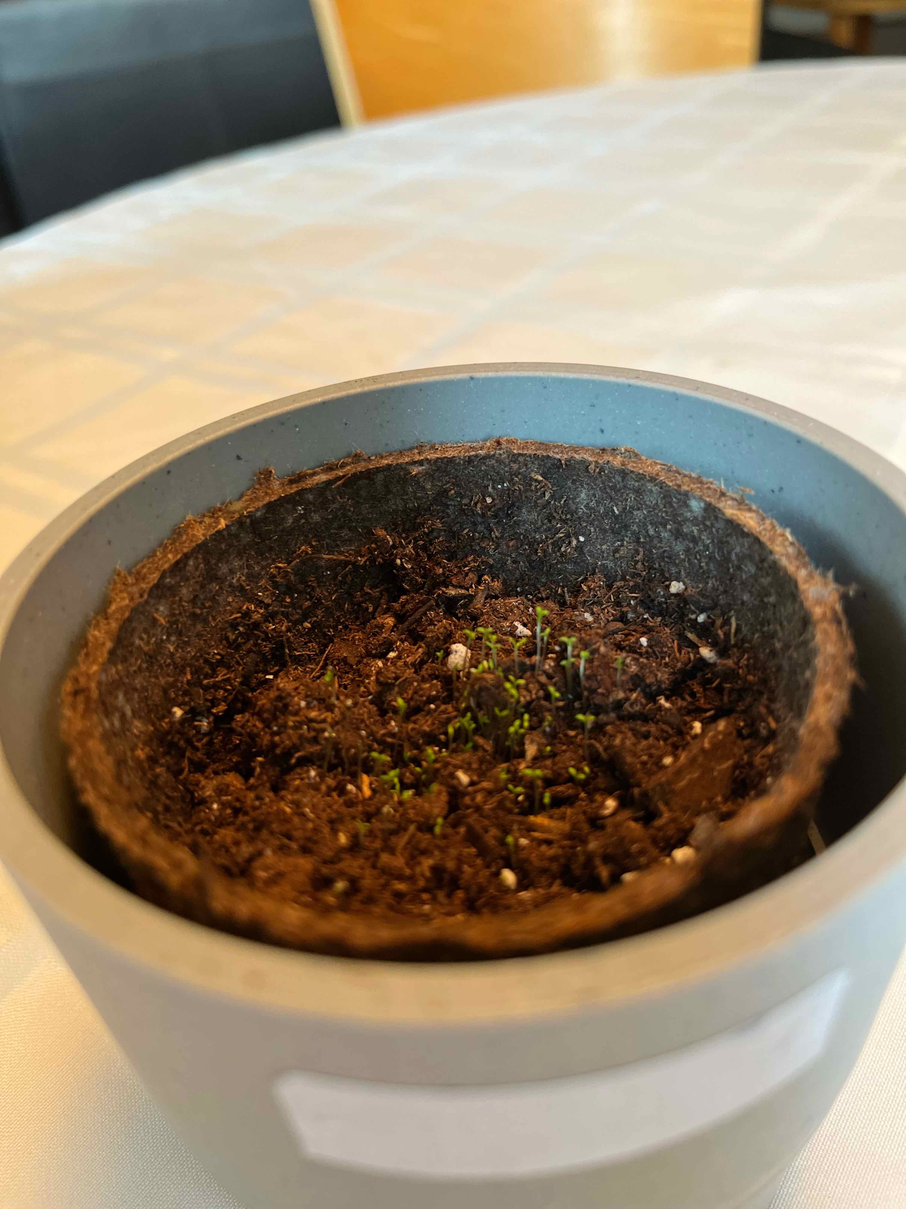 Small potted plant with emerging chamomile seedlings in healthy soil.