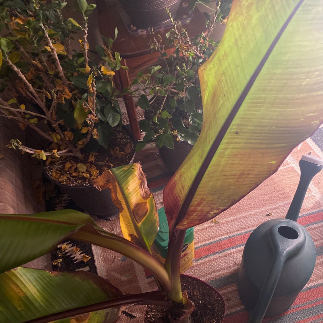 Abyssinian Banana plant with some browning on the leaves, indoors with a watering can nearby.