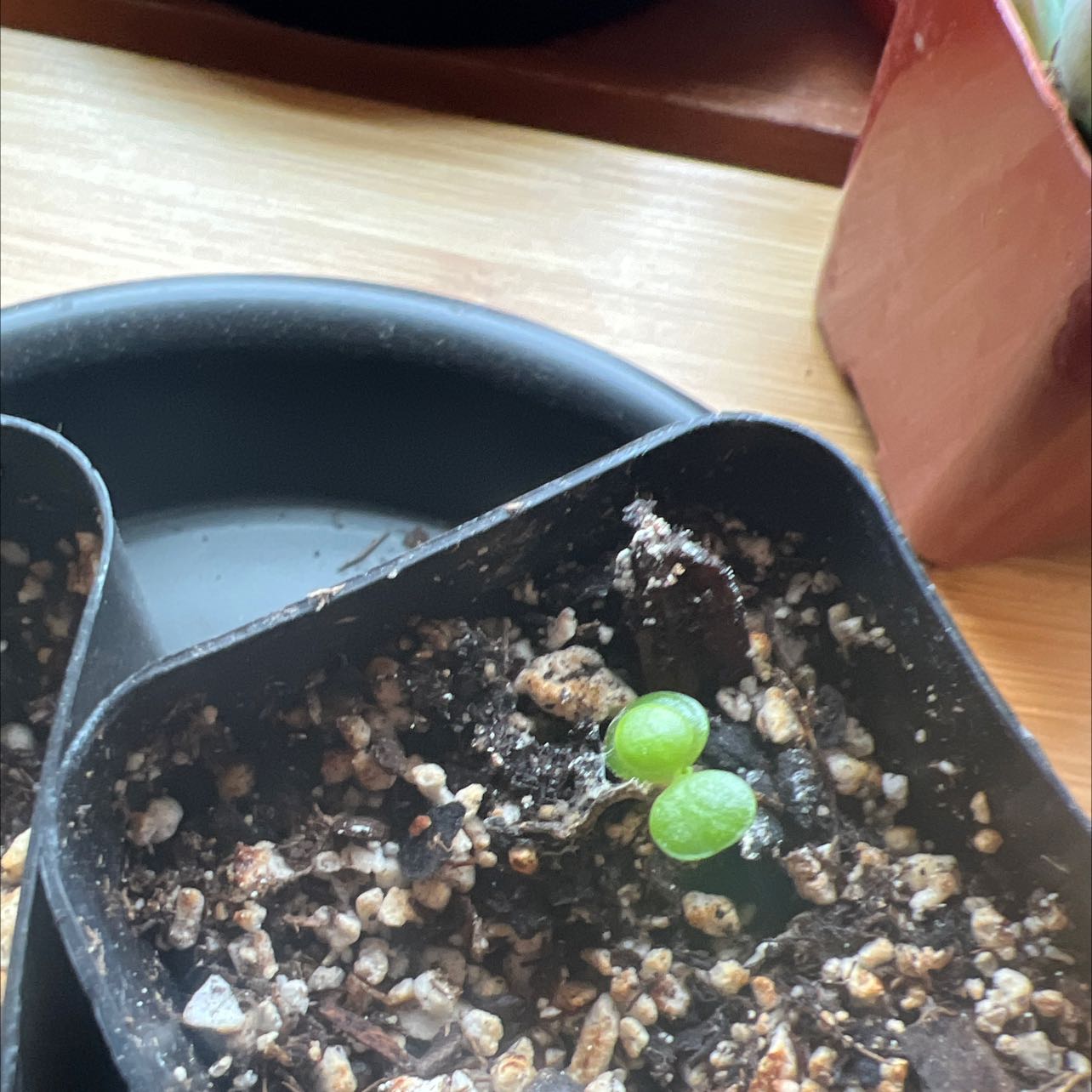 Photo of the plant species MacDougal Verbena by @Daisygirl named Growgirl2 on Greg, the plant care app